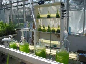 UVM Lab: Algae inoculation lab at the University of Vermont. Photo Credit: GSR Solutions