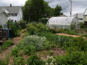 Diverse food crops surround this greenhouse in a young Holyoke, MA edible forest garden. Year-round food production becomes possible in the Northeast when small greenhouses costing around $1,200 enter the scene, but one must ensure adequate sunlight even when fruit trees mature.  Thoughtful and observant design makes many things possible.  Dave Jacke photo.